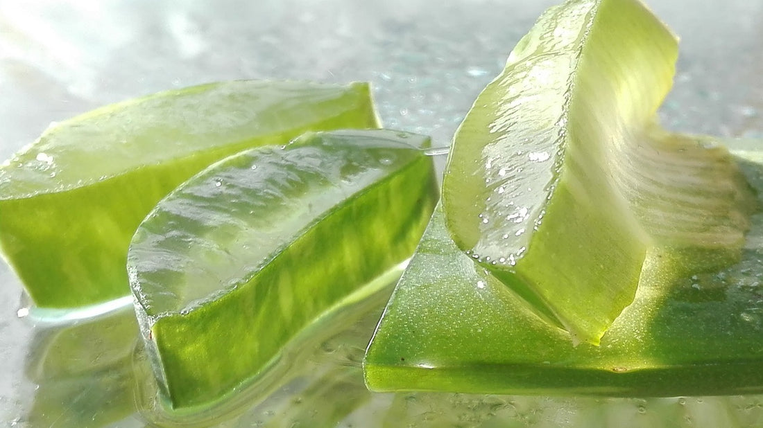 Gel d'Aloe Vera : Utilisations, bienfaits et recettes DIY à connaître