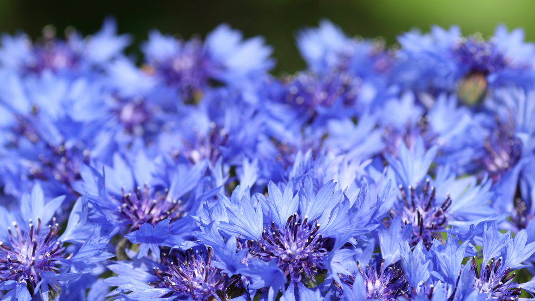 L’hydrolat de bleuet : un allié naturel pour vos soins quotidiens