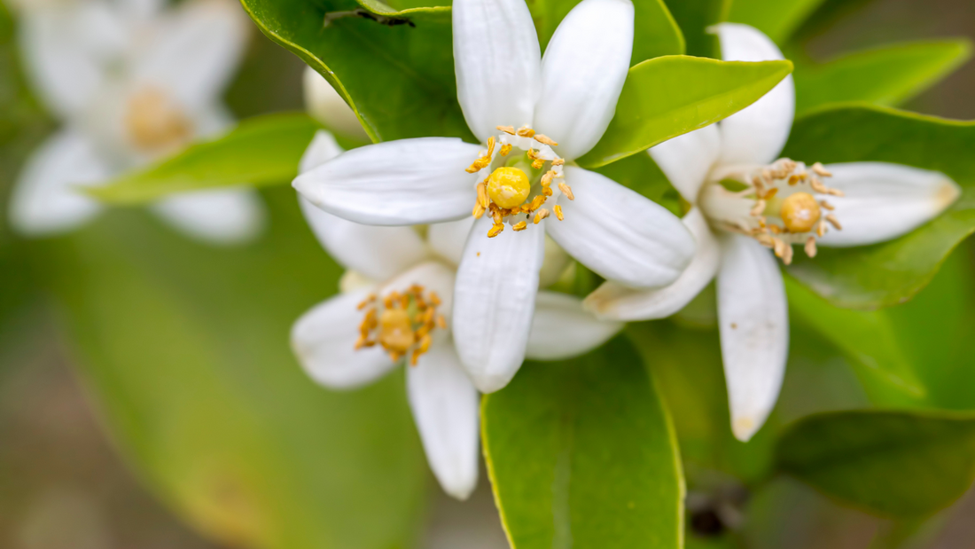 L’hydrolat de fleur d’oranger : bienfaits et utilisations en cosmétique naturelle