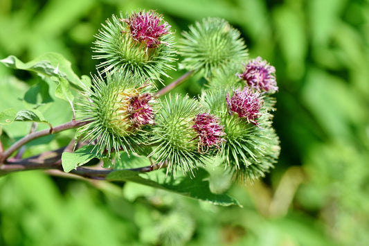 Bardane et peau saine : Découvrez les bienfaits de cette plante détoxifiante